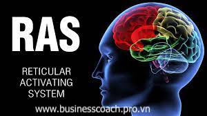 Hệ thống kích hoạt não bộ RAS